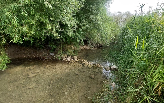 ביקור בחורשן