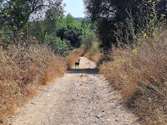 אוטו מטייל: הרי ירושלים, מערבה