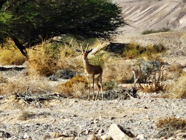 אוטו מטייל: נחל יעלון, מיהל לנאות סמדר